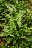 Arum italicum subsp. italicum 'Marmoratum' RCP04-06 42.jpg